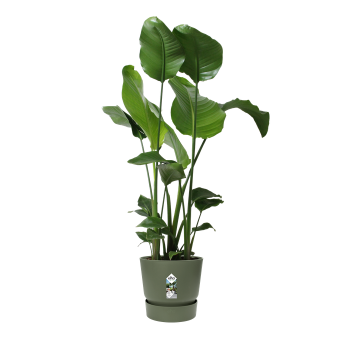 greenville round 30cm blad groen